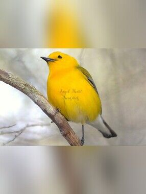 12x18 Original Photography Yellow Prothonotary Warbler Bird Nature Photo Print